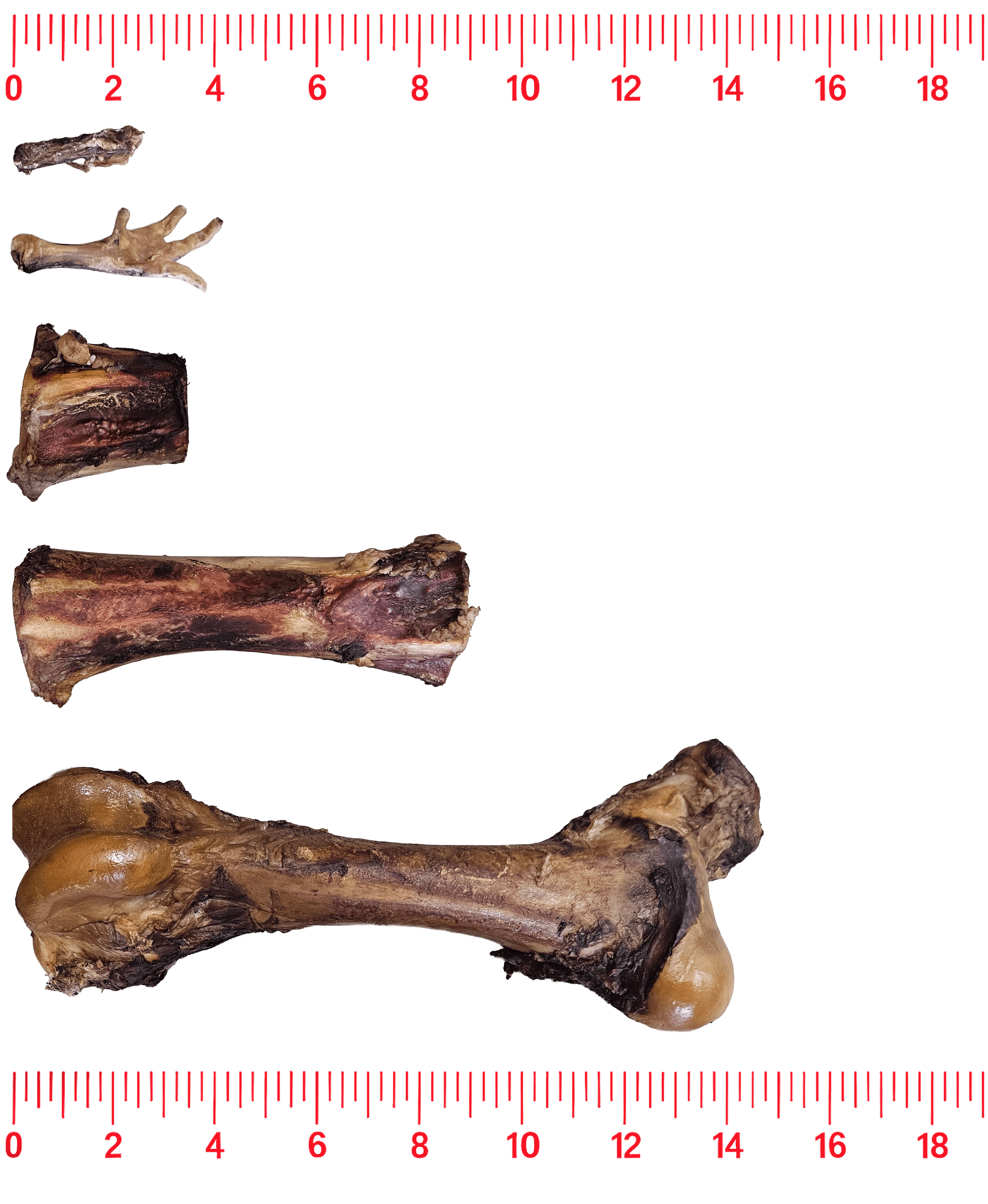 Berserkergang Bones: chicken foot, chicken neck, and Small, Large, XL bones side-by-side