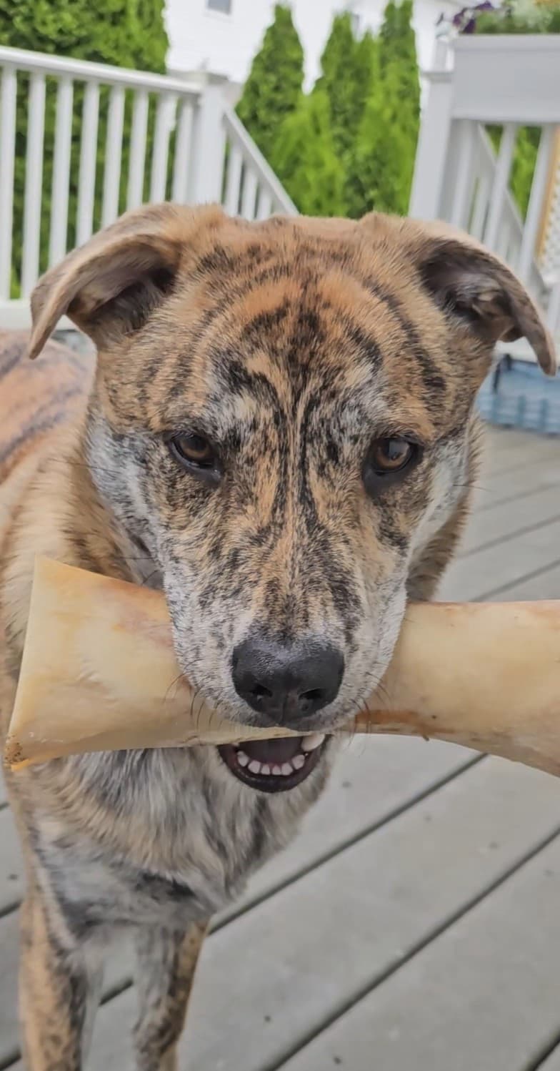 Joe D., Dog Owner, NJ